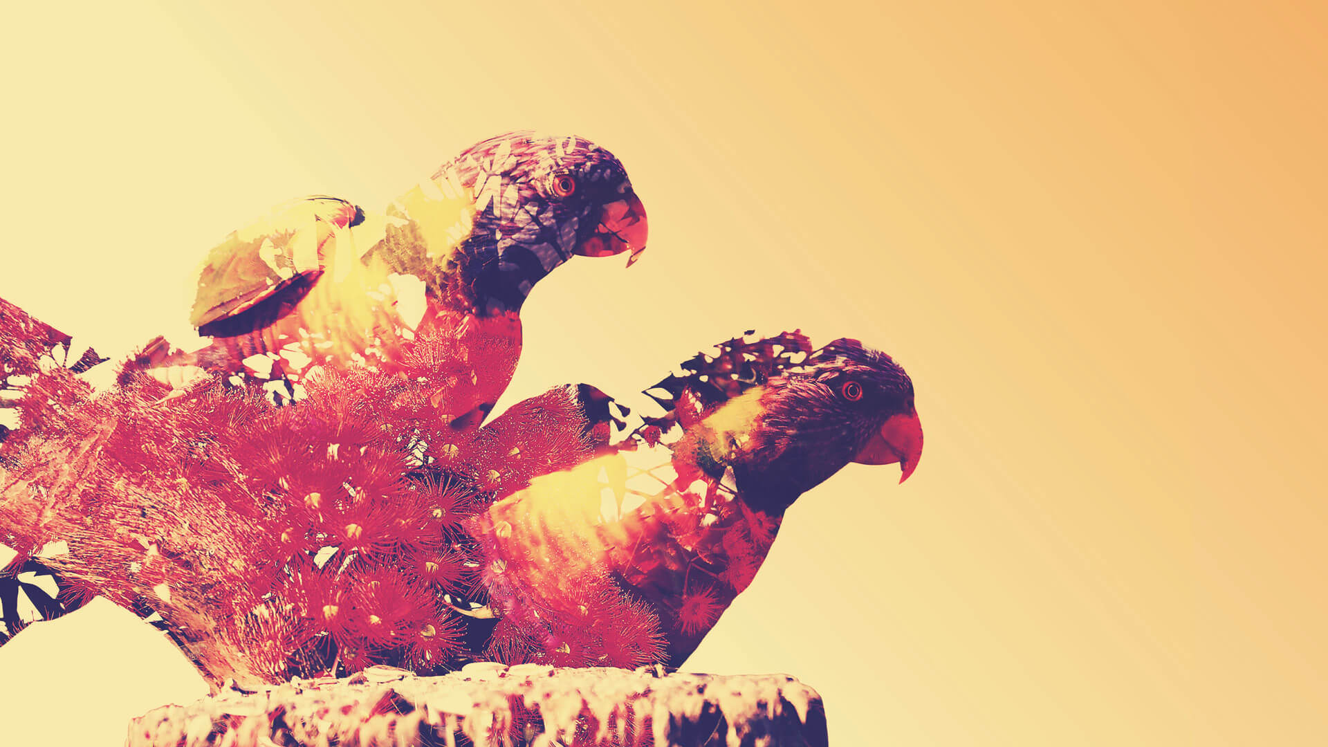 Australian-Way-Behance-Images-4-Tinified